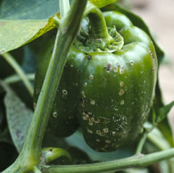 Hogyan védjük a paprikát a baktériumos levélfoltosságtól?