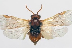 Hogyan védjük gyümölcsfáinkat a levéldarazsak ellen?