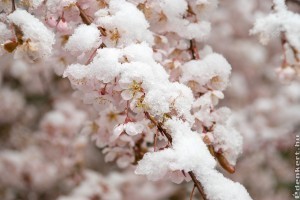 Mikor jönnek a májusi fagyosszentek?