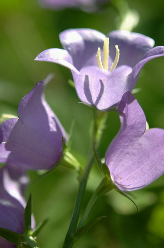 Krizantém: ha ezekre figyelsz, tele lesz virággal