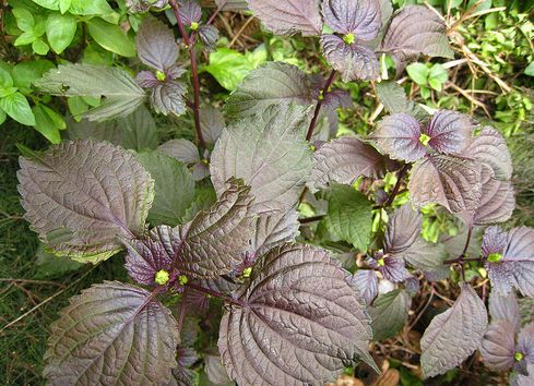 Hogyan termesszünk Perillát?