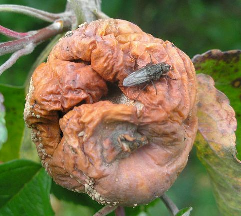 Krizantém: ha ezekre figyelsz, tele lesz virággal