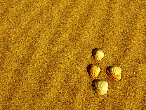 Krizantém: ha ezekre figyelsz, tele lesz virággal