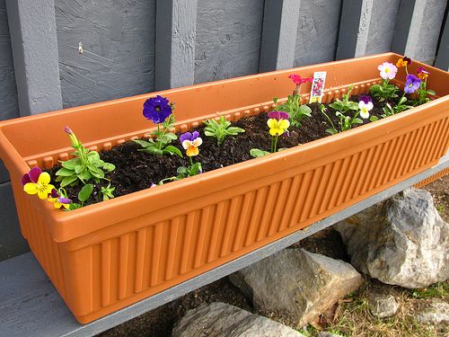 Krizantém: ha ezekre figyelsz, tele lesz virággal