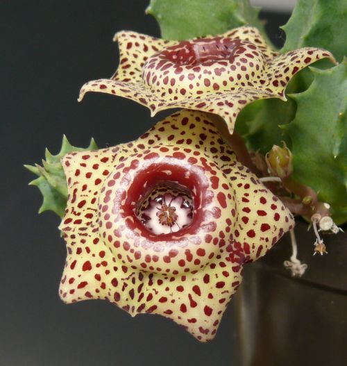 Kaktusz kiállítás a Füvészkertben!