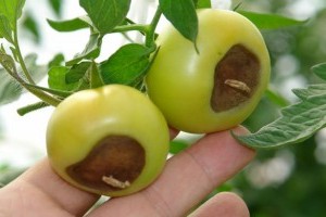 Miért barnul a paradicsom és a paprika alja? Ez okozhatja