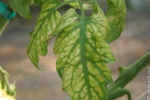 Mik a magnéziumhiány tünetei a paradicsomnál, paprikánál?