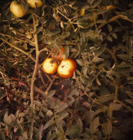 Mik a napégés tünetei a paradicsomnál?