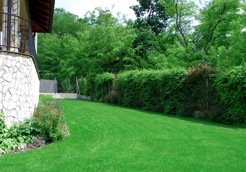 Krizantém: ha ezekre figyelsz, tele lesz virággal