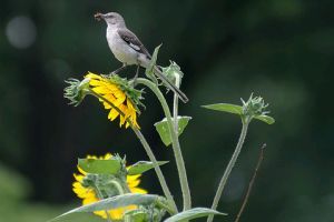 Legyen kertünk a vadon élő állatok paradicsoma! 1. rész