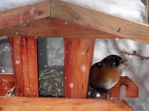 Legyen kertünk a vadon élő állatok paradicsoma! 2. rész