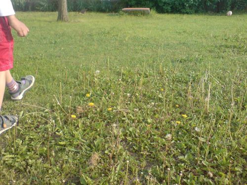 Krizantém: ha ezekre figyelsz, tele lesz virággal