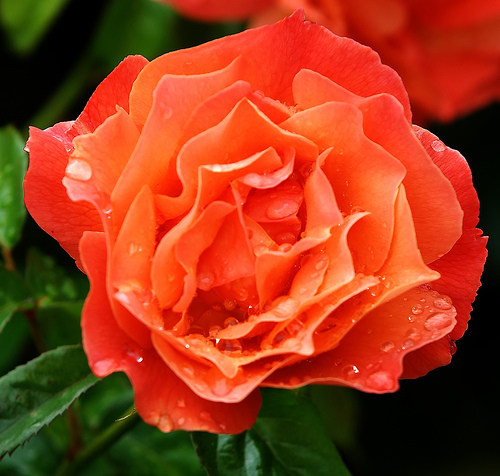 Krizantém: ha ezekre figyelsz, tele lesz virággal