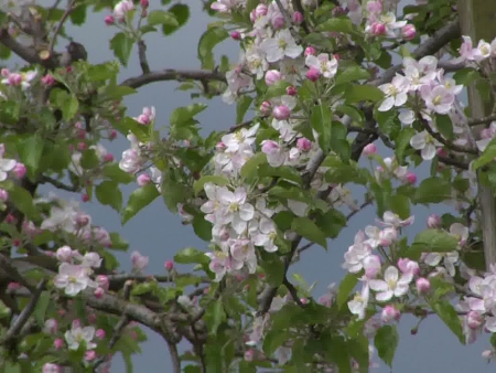 Gyümölcsfák a Mátra lábánál?