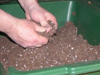 Krizantém: ha ezekre figyelsz, tele lesz virággal