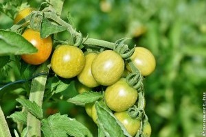 Hogyan gondozzuk a paradicsomot a konyhakertben?