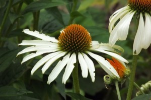 Legyen kerted a gyógyszertárad! A 10 leghasznosabb gyógynövény 2. rész