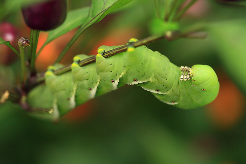 Krizantém: ha ezekre figyelsz, tele lesz virággal