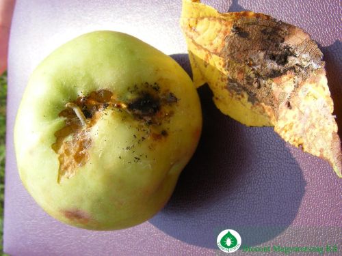 Krizantém: ha ezekre figyelsz, tele lesz virággal