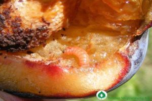 Milyen növényvédőszereket használjunk? - A lepkehernyók elleni biológiai védekezés