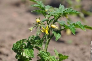 Tippek paradicsom palánta ültetéséhez