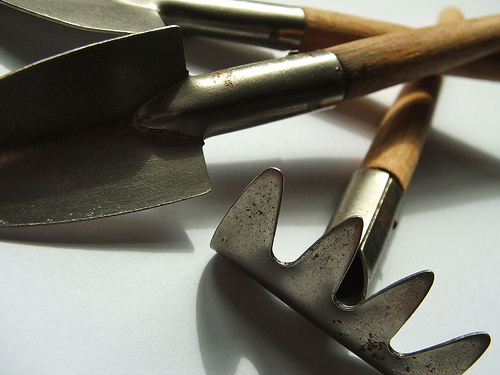 Krizantém: ha ezekre figyelsz, tele lesz virággal