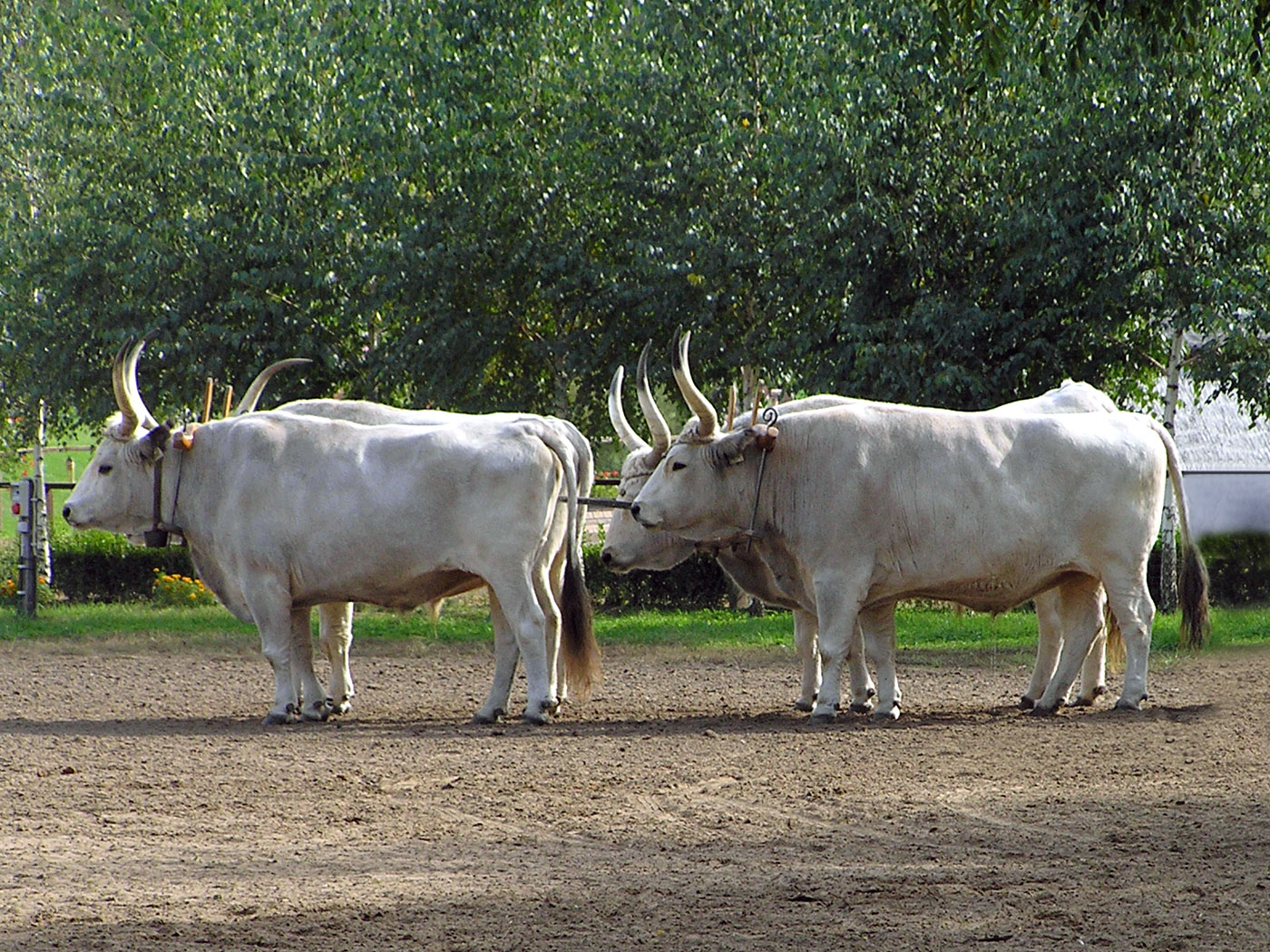 Szürkemarhából gyártat szalámit a nemzeti park?