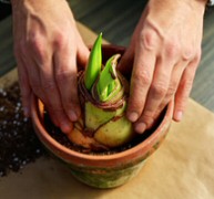 Krizantém: ha ezekre figyelsz, tele lesz virággal