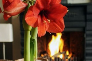 Növények teleltetése: amarillisz és leander