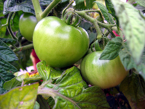 Krizantém: ha ezekre figyelsz, tele lesz virággal