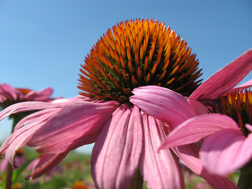 Krizantém: ha ezekre figyelsz, tele lesz virággal