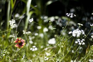 Őshonos növények - Miért tanácsos őshonos növényeket ültetni lakókörnyezetünkben?
