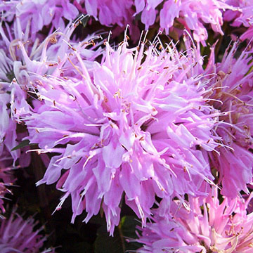 Krizantém: ha ezekre figyelsz, tele lesz virággal