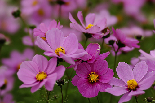 Krizantém: ha ezekre figyelsz, tele lesz virággal