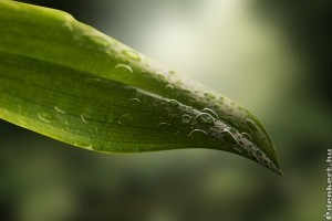 Miért érdemes rendszeresen tisztogatni a szobanövények leveleit?