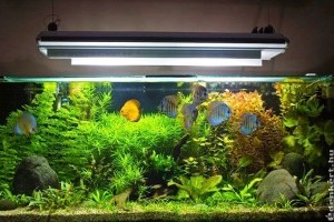 Akváriumi növények – melyik a jobb? A valódi vagy a mesterséges?