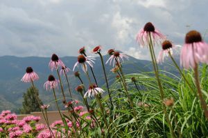 Mi a Xeriscape? - egy víztakarékos termesztési módszer bemutatása 1. rész