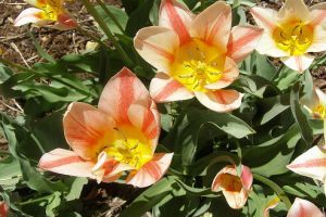 Xeriscape, a víztakarékos termesztési módszer! 2. rész