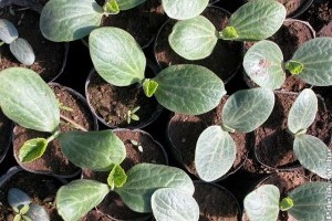 Az ültetés kezdete - Csíráztatástól a palánta előneveléséig