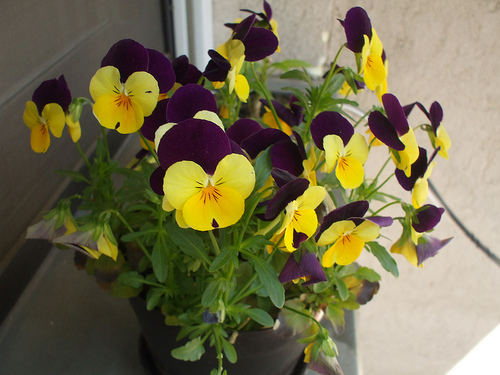 Krizantém: ha ezekre figyelsz, tele lesz virággal