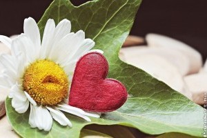 Melyik növény, mit jelképez?- A virágok szimbolikája 1. rész