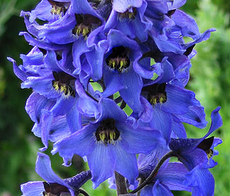 Melyik növény, mit jelképez?- A virágok szimbolikája 4. rész