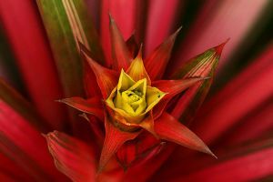 Melyek a legkönyebben gondozható szobanövények?