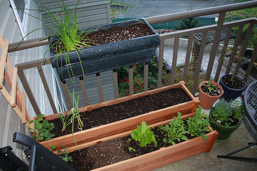 Krizantém: ha ezekre figyelsz, tele lesz virággal