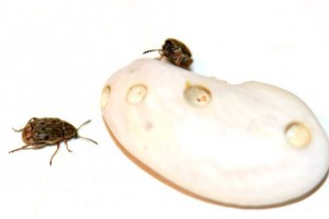 Hogyan védekezzünk a babzsizsik ellen?