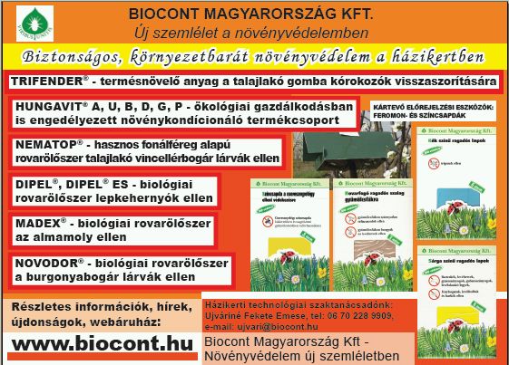 Krizantém: ha ezekre figyelsz, tele lesz virággal