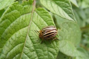 Hogyan védekezzünk kíméletesen a burgonyabogár ellen?
