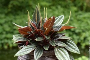 Milyen szobanövényeket tehetünk ki nyárra a szabadba?