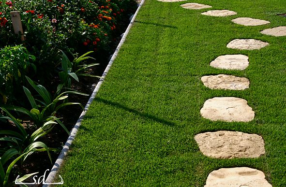 Krizantém: ha ezekre figyelsz, tele lesz virággal