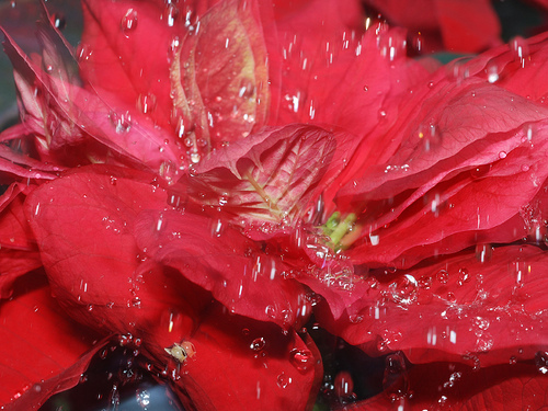 Krizantém: ha ezekre figyelsz, tele lesz virággal